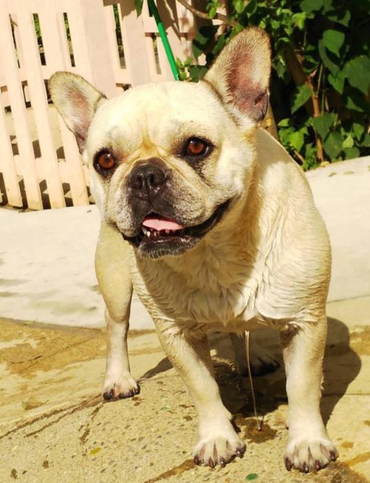 【写真・画像】 北斗晶、旅立った愛犬の月命日「もう1ヶ月も経つなんて」 　1枚目