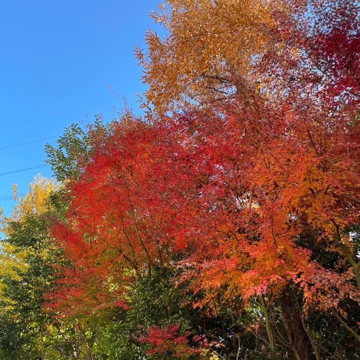 【写真・画像】 料理研究家・桜井奈々、謎の症状に見舞われて大きな病院で検査を受けた結果「倒れこみ」 　1枚目