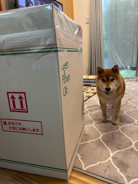 【写真・画像】 上島竜兵さんの妻、自宅に届いた大きな箱の中身を明かす「竜ちゃんの命日にと」 　1枚目