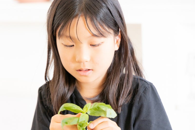 【画像】おとちゃんがバジルを選んでいる