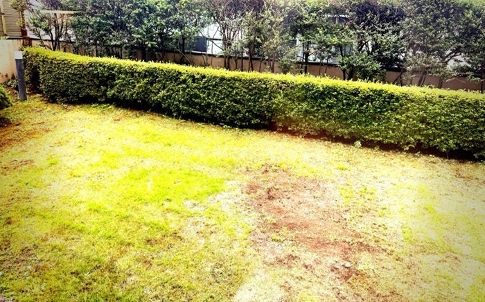 【写真・画像】 高橋真麻、庭の手入れ中にテンションが下がった出来事「芝刈は大変でしたがスッキリして良かったです」 　1枚目