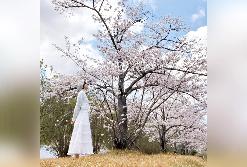 満開の桜を見上げる居原田さんの写真