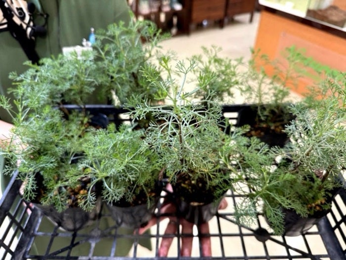 【写真・画像】 北斗晶「きっと想像も出来ない」惚れ込んで購入した苗「あの匂いで驚きました」 　1枚目