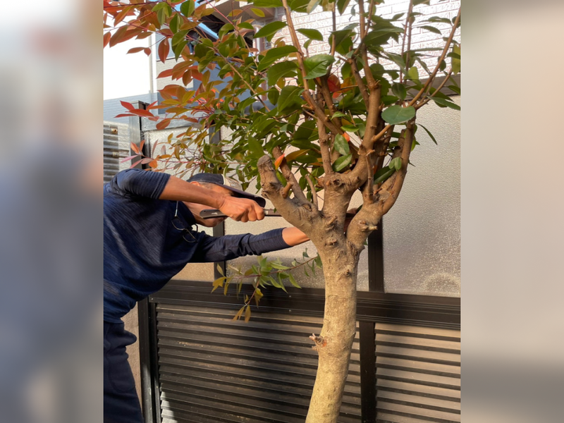 【画像】旦那様が発見した蜂の巣