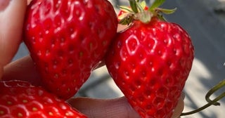 イチゴ狩りで美味しいものを見分ける方法を紹介「裏切りない甘さ」