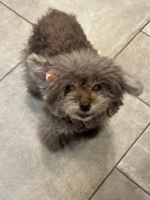 【写真・画像】 堀ちえみ、愛犬の退院を報告し心境を吐露「かなり辛かったです」 　1枚目