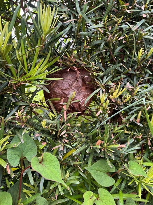 【写真・画像】 元おニャン子・内海和子、散歩中に見て絶句したもの「一目散で逃げました」 　1枚目