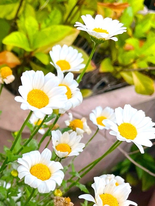 【写真・画像】 アグネス・チャン、友人が他界したことを報告「ご冥福を心からお祈りします」 　1枚目