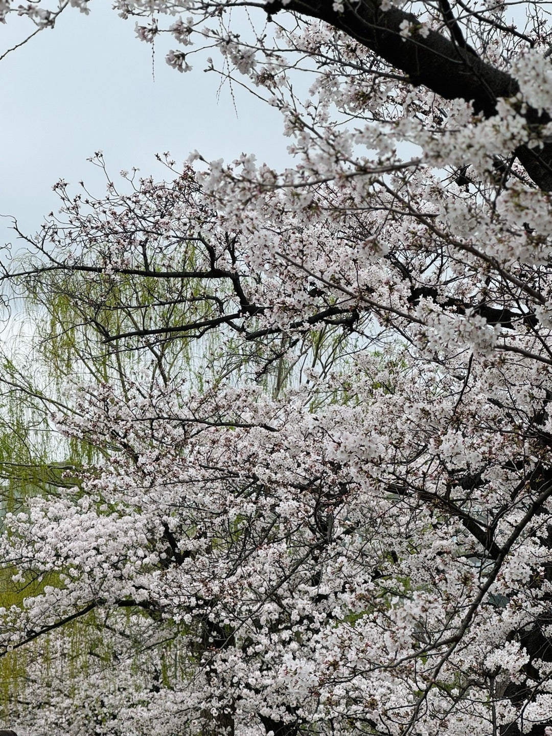 【写真・画像】 だいたひかる、乳がんの定期検診のために病院を訪れ診察結果を報告「数字が上がってしまっている所が」 　1枚目