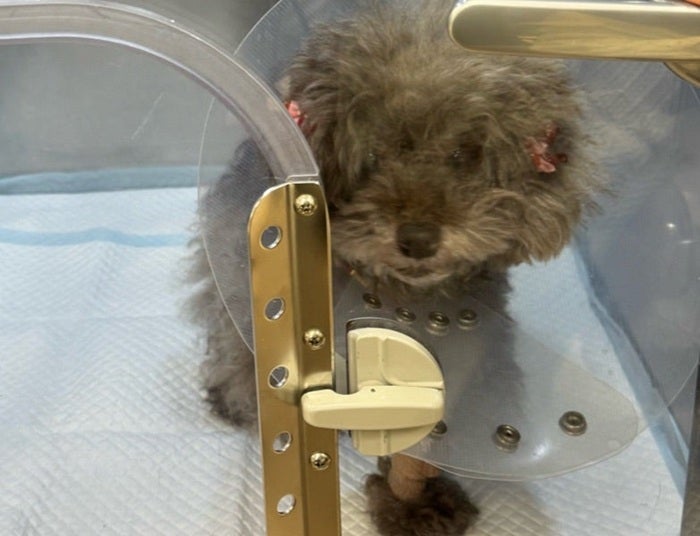 【写真・画像】 堀ちえみ、愛犬の急病で京都から緊急帰京「胆嚢が腫瘍化している可能性」 　1枚目