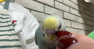 ノッチの妻、朝から出て悪化している症状「早め早めに、喉の消炎剤飲んで」