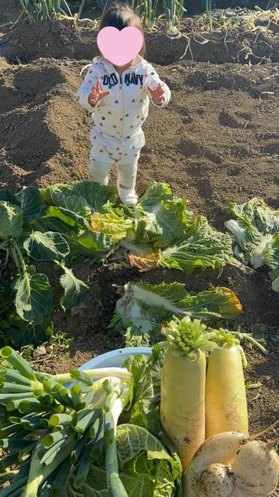 【写真・画像】 北斗晶、孫と一緒に行った畑で野菜を収穫「雑煮の汁作りのため」 　1枚目