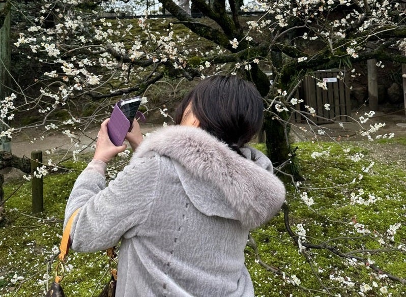 【画像】梅を撮影する堀ちえみ