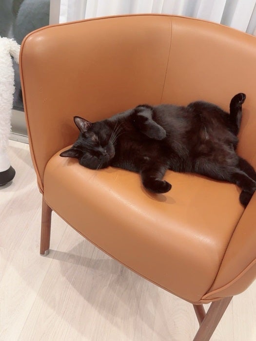 【写真・画像】 アレク、“160万円”の『HERMES』の品を公開「椅子で寝てるぼんちゃん」 　1枚目