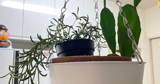 原田龍二の妻『IKEA』でもっと買えばよかった99円の品「次行ったらまた買っちゃう」