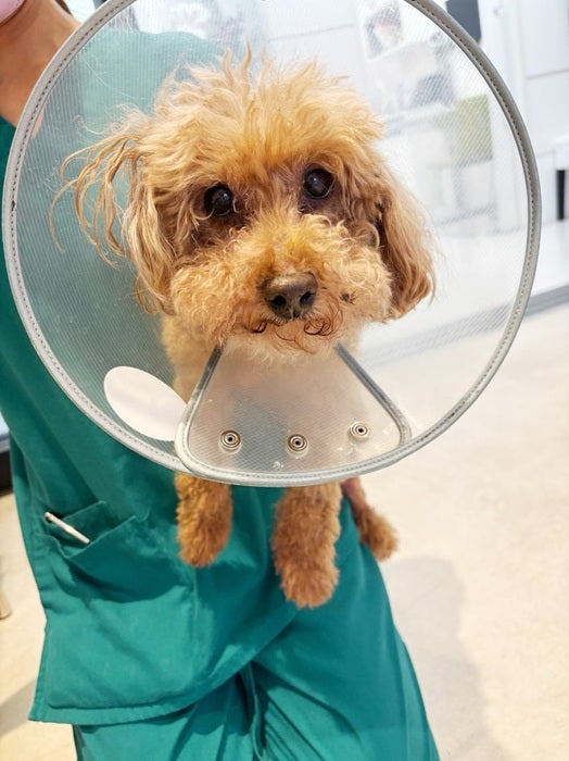 【写真・画像】 あいのり・ヒデ、愛犬のギプス卒業を報告も新たな問題が発生「足が炎症起こしてしまったみたい」 　1枚目