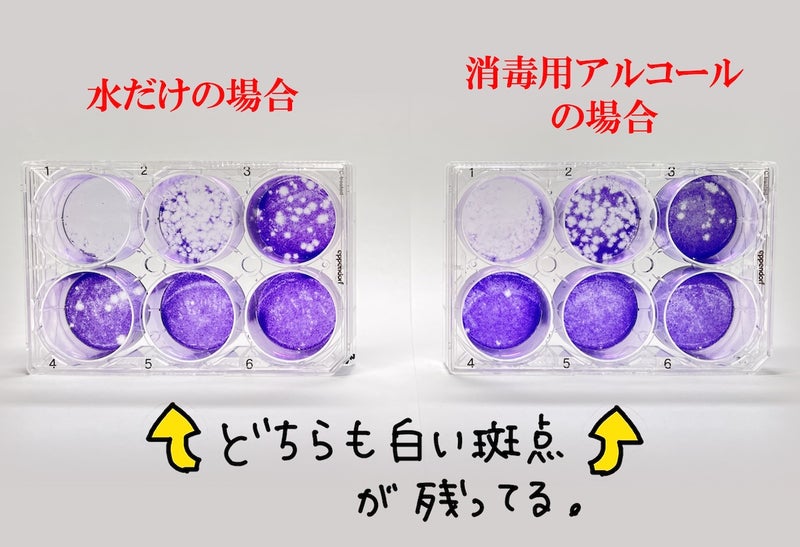 実験結果を比較した写真