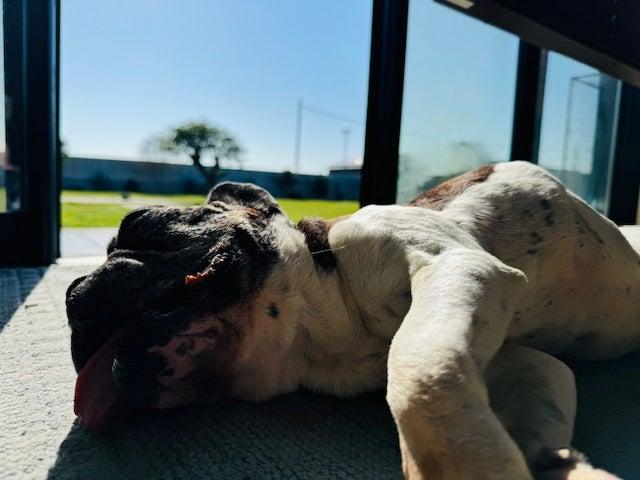  坂上忍、動物病院に行きバッタリ遭遇した人物「凄い」「嬉しい偶然」の声 